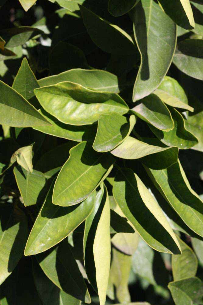            Sun leaves (Sanguina Doblefina, Riverside, CA)   